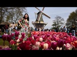 Replay Aux Pays-Bas, Keukenhof attire les amateurs de tulipes du monde entier