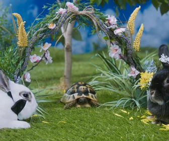 Replay Moustache & Patoune - Le mariage de la famille Lapin