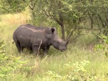 Replay Focus - Technologie de pointe et écornage pour sauver les rhinocéros en Afrique du Sud
