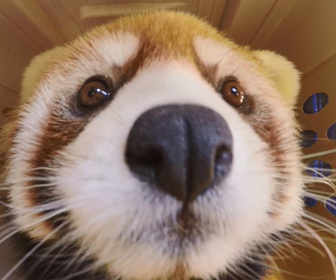 Replay Au cœur du zoo de New York - S3E13 - Soigner Willow