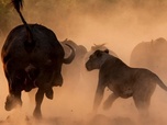 Replay Le lion - Prédateurs et proies, un équilibre fragile