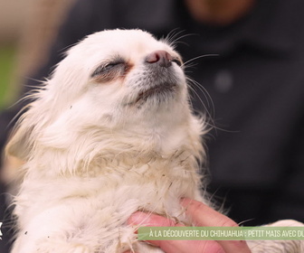 Replay L'hebdo des animaux - S1E19 - Episode 19