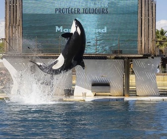 Replay 28 minutes - Clap de fin au Marineland