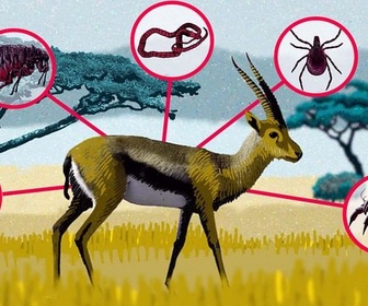 Replay 42 - La réponse à presque tout - À quoi servent les parasites ?