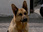 Replay Rex, chien flic