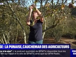 Replay C'est votre vie - Corse : la punaise, cauchemar des agriculteurs - 11/11