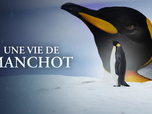 Replay Une vie de manchot