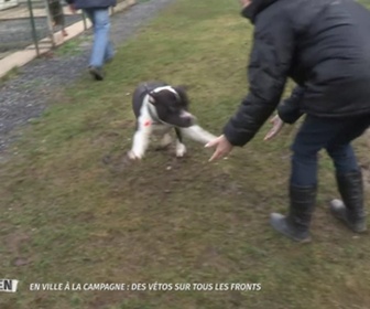 Replay Nos héros du quotidien - En ville à la campagne : Des vétos sur tous les fronts