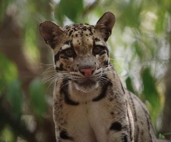 Replay Le retour de la tortue royale - La forêt merveilleuse du Cambodge