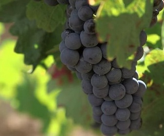 Replay Espagne : La Rioja, les gardiens de la tradition - Des vignes et des hommes
