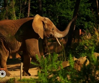Replay Une saison au zoo - S14 E27