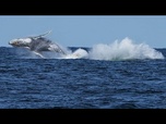 Replay Islande : premières baleines tuées depuis la reprise de la chasse commerciale