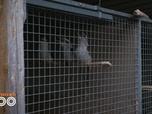 Replay Une saison au zoo - S12 E39