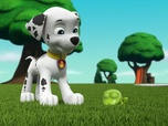 Replay Paw Patrol, la Pat'Patrouille - La course de grenouilles