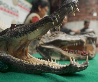 Replay Focus - Pérou : Iquitos, haut lieu du trafic d'animaux sauvages en Amazonie