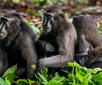 Replay Critical Kingdoms: Stories of Hope - 14/11/2025