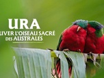 Replay Ura, sauver l'oiseau sacré des australes