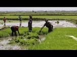 Replay Au Kenya, des femmes nubiennes ravivent leurs traditions grâce à l'agriculture urbaine