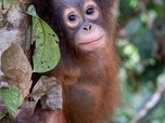 Replay Dans la jungle de Bornéo - Orangs-outans, nos cousins rouges de la forêt (1/2)