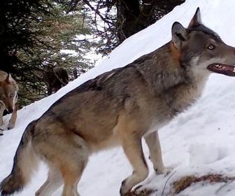 Replay Vivre avec les loups