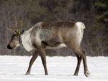 Replay Une maternité pour caribous - À la reconquête des Rocheuses