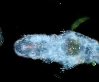 Replay Phénomènes vus de l'espace - S6E14 - Les créatures zombies souterraines