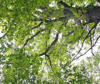 Replay S'allier à la forêt - Les promesses de la terre