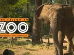 Replay Une saison au zoo - S10 E34