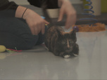 Replay Chiens et chats sans collier - Trouver un refuge