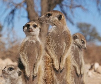 Replay Le chef consulte - Démocraties animales