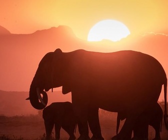 Replay Éléphants - Dynasties animales