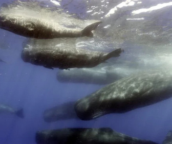 Replay Caméras espions au coeur des océans - De la suite dans les idées