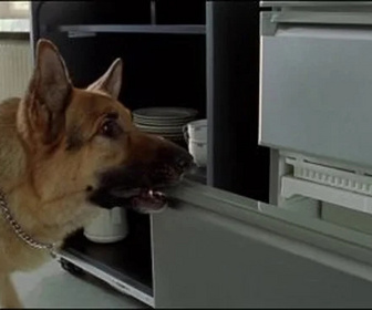 Rex, chien flic replay