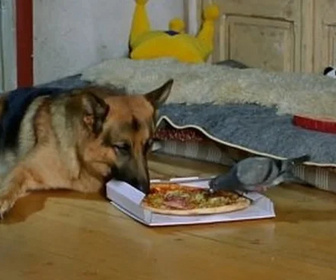 Replay Rex, chien flic - Meurtre dans un pigeonnier