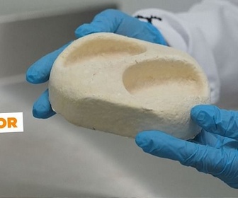 Replay Champignons magiques - ARTE Journal Junior