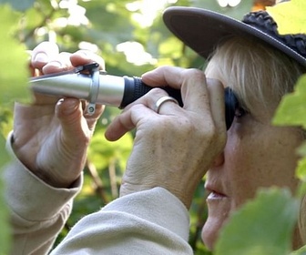 Replay Angleterre, un vin en pleine effervescence - Des vignes et des hommes