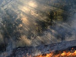 Replay Urgence climatique : un défi mondial - Après les incendies, la pollution
