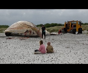 Replay La baleine à bosse Timmy hissée sur une île danoise