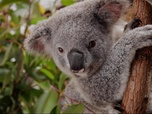 Replay Focus - L'Australie au secours des koalas, désormais menacés d'extinction