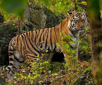 Replay Le grand retour du tigre de Sibérie