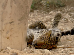 Replay La Tanière, le zoo-refuge de l'espoir - S02E03