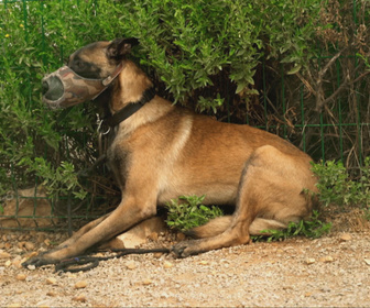 Replay Chiens et chats sans collier - D'une patte a l'autre, histoires de refuge
