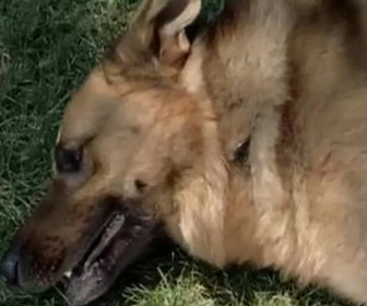 Replay Rex, chien flic - Entre la vie et la mort