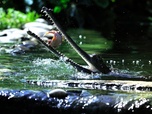Replay River monsters - S1E5 - Dévoreur de chair