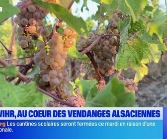 Replay Les longs formats des Locales - Le vin alsacien, des vendanges au verre