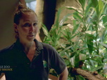 Replay Au cœur du zoo de New York - S1E2 - La saison des amours