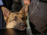 Replay Rex, chien flic - Le Brésilien