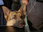 Replay Rex, chien flic