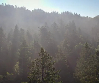 Replay Dr Pic Noir : urgences des bois