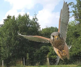 Replay Il était une rivière - Au fil de la Leine